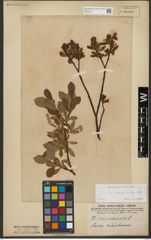 Foto von Salix waldsteiniana Willd.